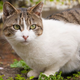 Image for article titled Cat Internally Debates Whether Or Not To Rip Head Off Smaller Creature It Just Met